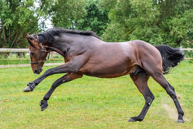horse nature to run play pre grass