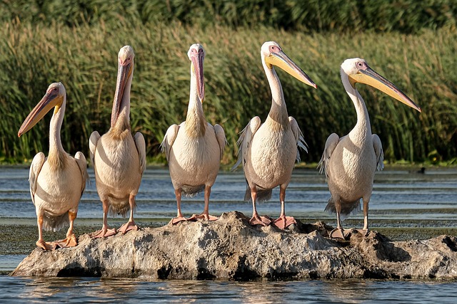 Three Windows, One Winner: 45+ Days vs. 21 — Delta's T-21 Cliff