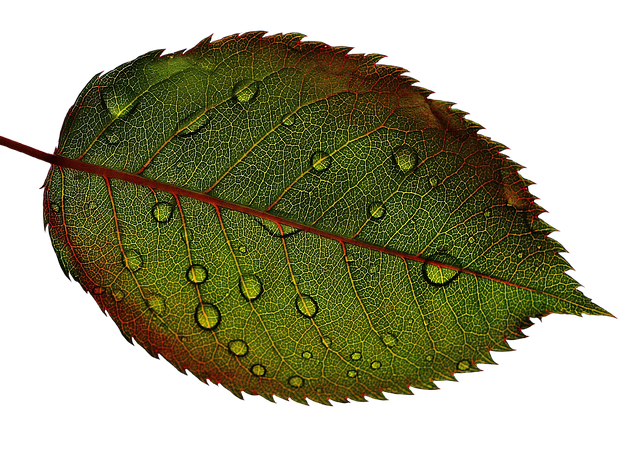 rosenblatt leaf wet water pearls drops macro raindrop nature green plant leaves close up isolated exemption cropping cutting o