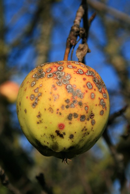 apple apple tree rust fruit flaws flaws flaws flaws flaws flaws