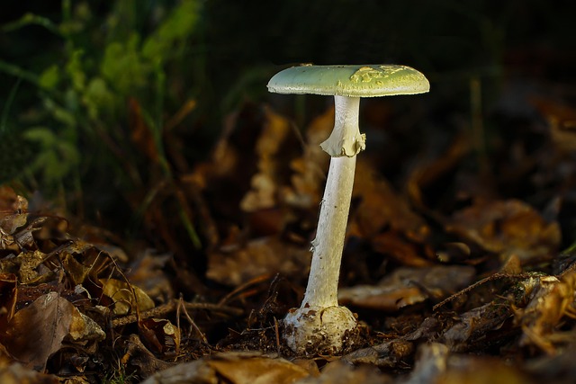 knoll leaves amanita phalloides green knoll leaves mushroom poisonous toadstool fatal poison amanitine forest mushroom amanita pha