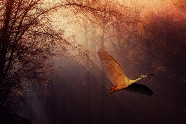 composition bird flamingo flight scene fantasy vane forest trees branches nature color atmosphere sunset twilight the light