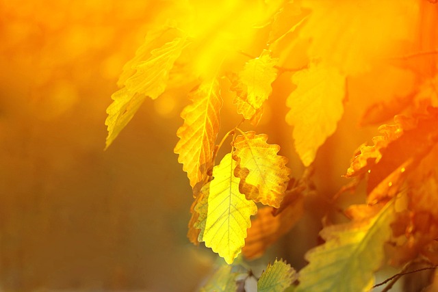 oak leaves yellow diffuse gold sun light season tree in the fall of nature acorn colorful forest botany plants sheet