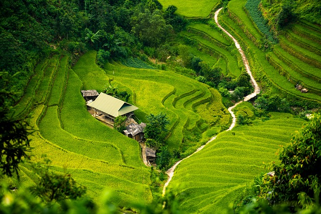 apartment curve path step paddy field nature oasis isolation tree