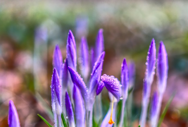 crocus flower background blossom bloom nature flower plant season flowers spring close up purple violet hdr high dynamic range