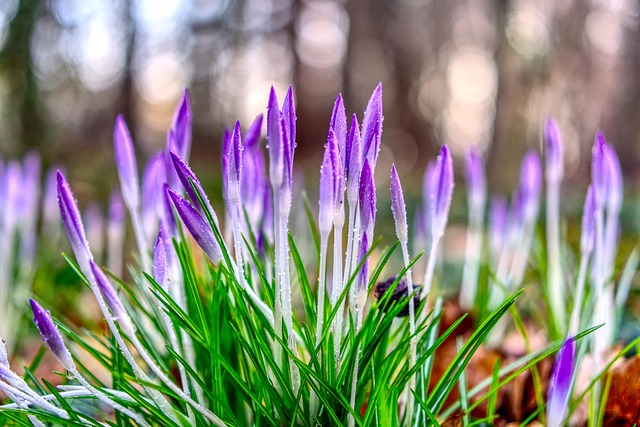 crocus blossom flower background bloom nature flower plant season flowers spring close up purple violet hdr high dynamic range