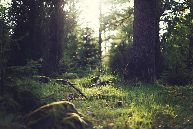 forest trees light dust clearing glade nature sunlight scene environment grass woods outdoors sunshine branches bushes natur
