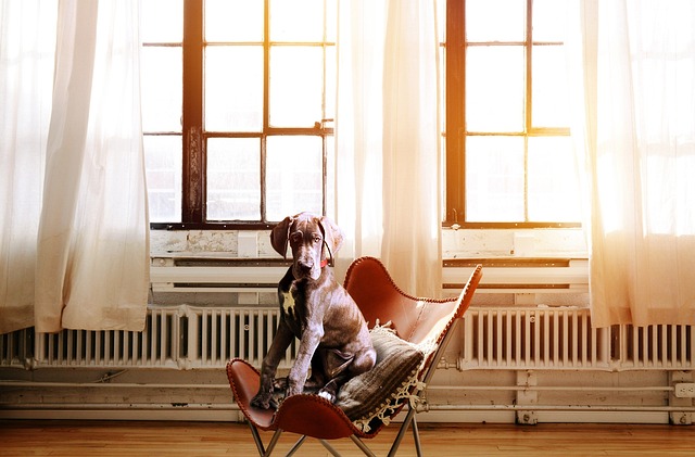 dog chair boss nature executive chair dog sitting in a chair comfortable pillow sun office window curtains dog chair dog basket