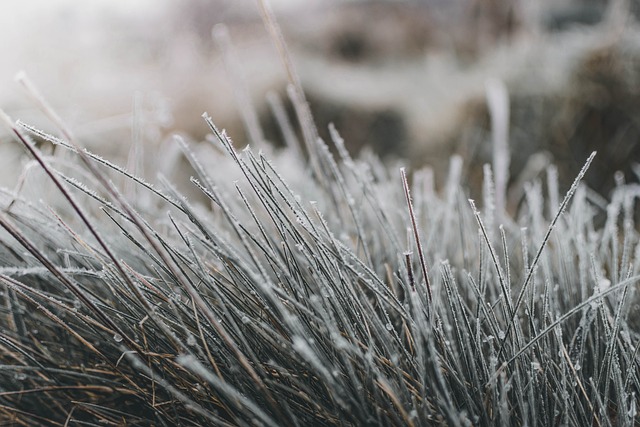 grass frost winter frozen winter mood hoarfrost cold nature frost frost frost frost winter winter winter winter winter hoar