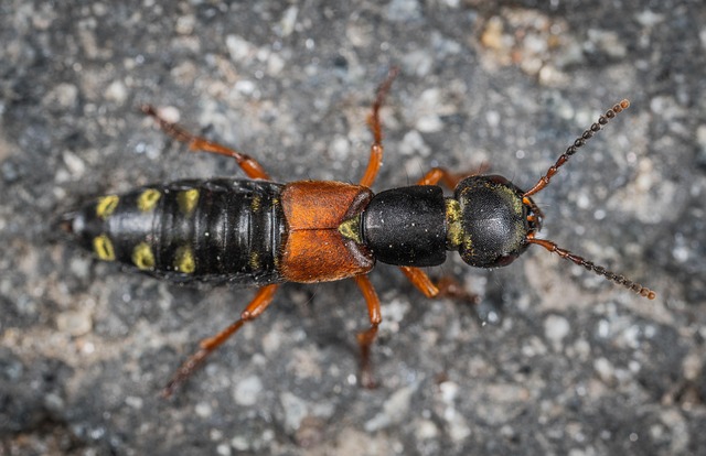 insect macro facet