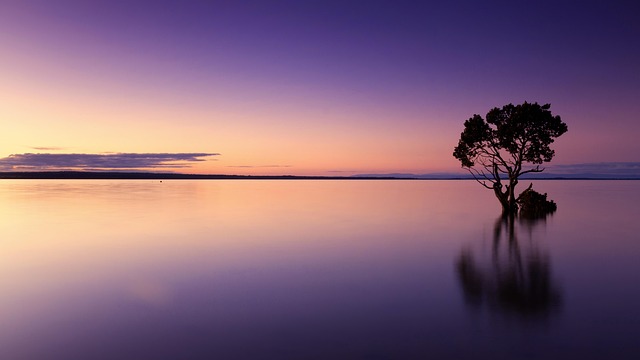 sunset tree water silhouette tree silhouette dusk twiligh mirroring mirror image reflection water reflection calm calm waters s