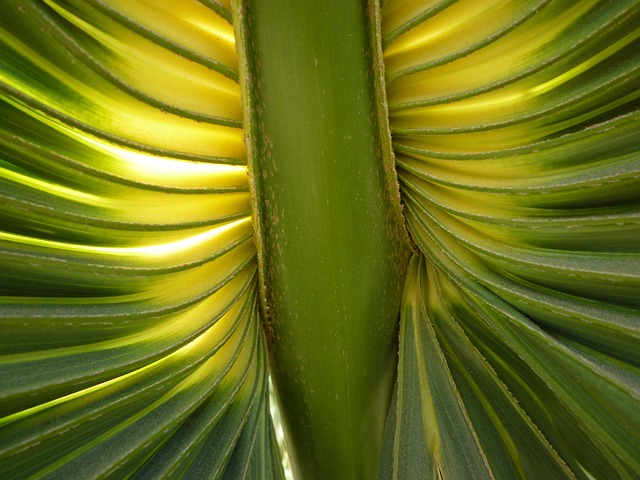 fan palm palm fronds james fanned out nature palm tree close up flora light