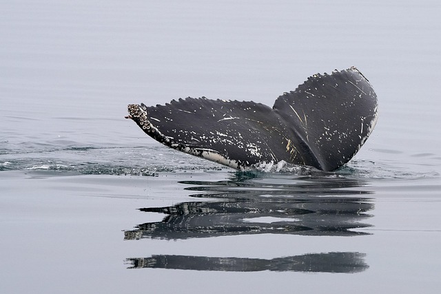 whale nature humpback whale tail fin ocean dive sea