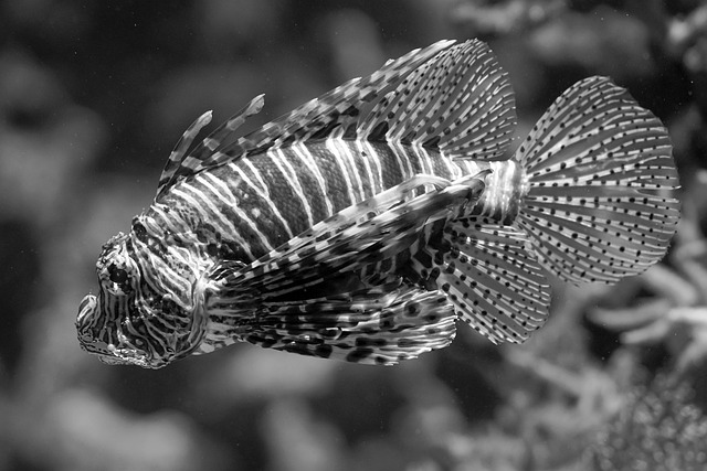 fish lion fish pattern sea nature spur fins underwater black and white