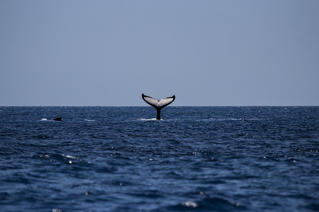 whale humpback nature humpback whale ocean mammal sea animal marine water watching wildlife life tail fin wild splash under