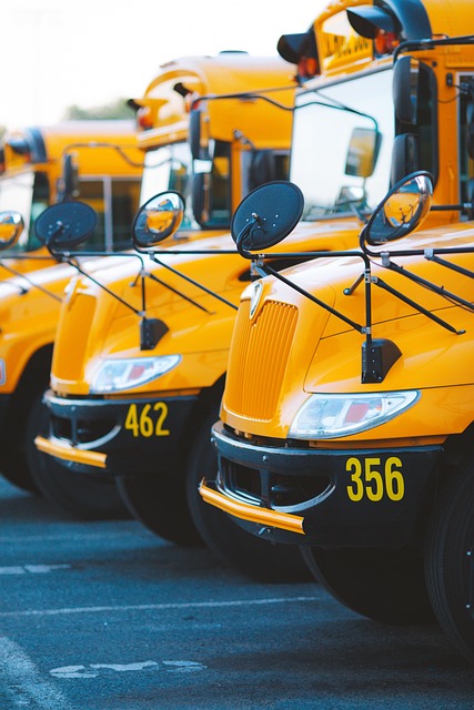 bus school bus vehicle transportation school education elementary learning school bus school bus school bus school bus school bu