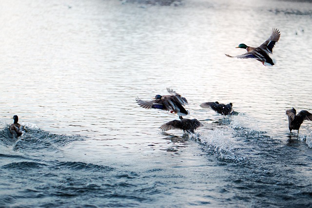 birds ducks price flight nature lake the water the nature park