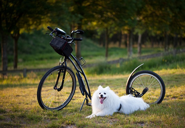 dog scooter bicycle wheels sport motion for a resolution to twist pet injury free damage animal nature outdoors training activ