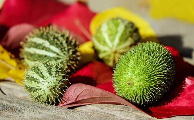 cucumbers ornamental cucumbers fruit green white prickly unfit for human consumption decoration fall fruit fruit fruit fruit fr