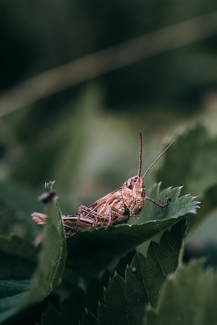 What the Data Doesn't Tell You — Forma vs Grasshopper