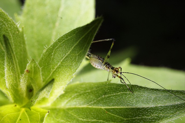 insect grasshopper nature leaf plant entomology