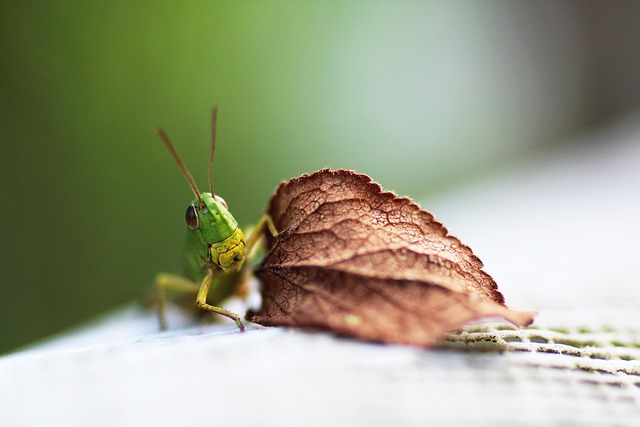 The Numbers on Record — Forma vs. Grasshopper-Wallacei