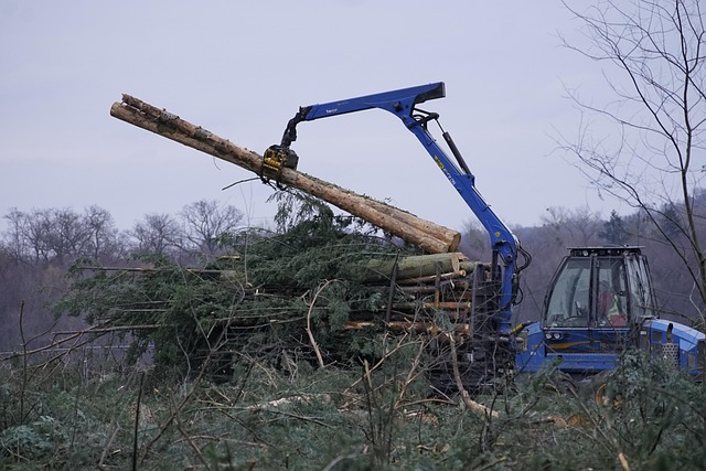 clearance forest logs felled cut lumberjack engine site lumber forest work