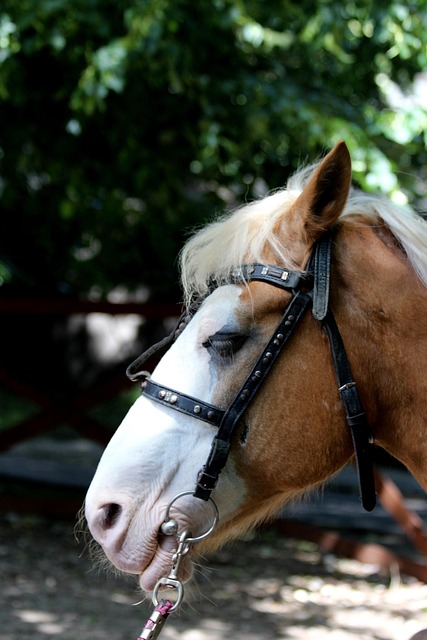 horse animal head lips bridle harness nostrils nature bit equid hoofed animals fauna eyes not man
