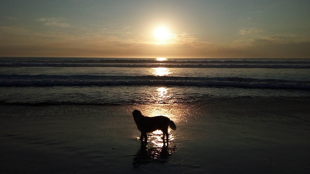 harvey sunset nature kommetjie
