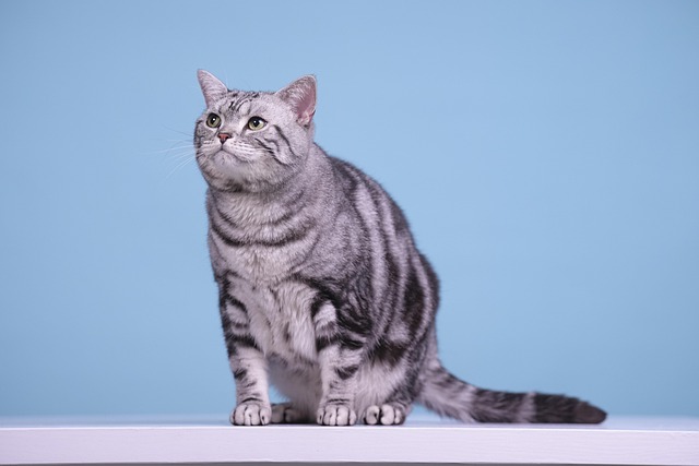 cat american shorthair feline mammal animal nature pet domestic cute