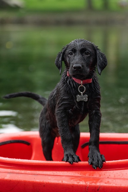 What the Evidence Does NOT Establish — How Kayak's Fare-Drop Predictions Work