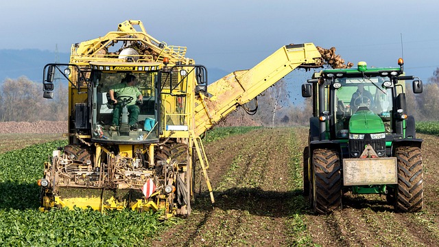 turnip vegetables harvest agriculture nourishment naturally machine fields tuber nature floor farmer sugar beet arable land te