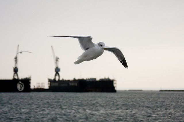 sea nature seagull bird flight doc