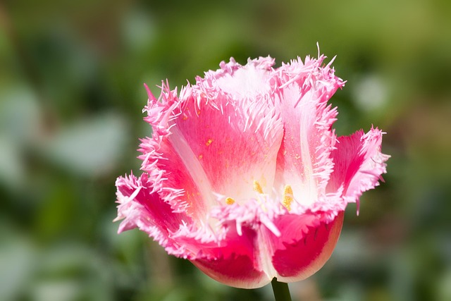 tulip lilies nature flower cut flower blossom flower wallpaper bloom plant flora flower bracts jagged serrated red pink white