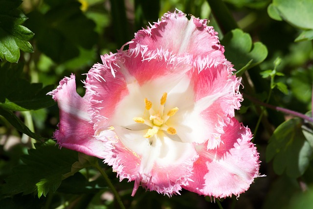tulip flower background lilies nature flower cut flower beautiful flowers blossom bloom plant flora flower bracts jagged serrat