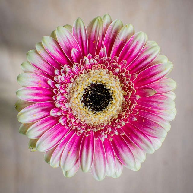 gerbera composites blossom bloom cut flower flower wallpaper beautiful flowers flower asteraceae hybrid petals plant flora pink