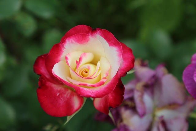 rose beautiful flowers spring herb nature flower wallpaper flower background flower rose flower rejection white