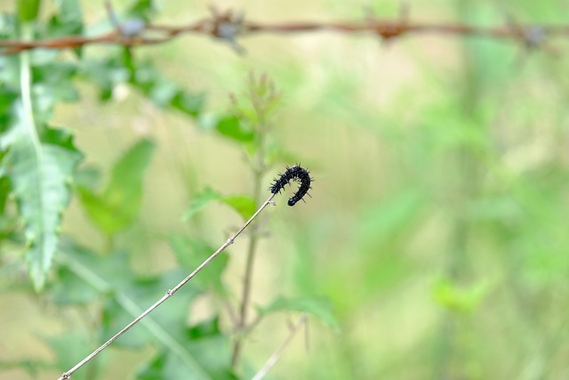 caterpillar black peacock butterfly peacock eye insect aglais io inachis io nymphalis io