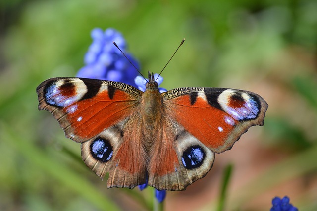 butterfly peacock butterfly insect close up blossom bloom pearl hyacinth spring wildlife animal edelfalter macro nature fauna