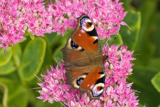 peacock butterfly aglais io inachis io nymphalis io stonecrop