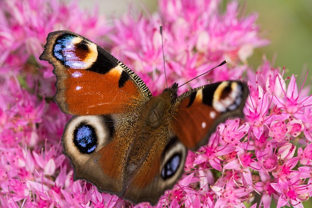peacock butterfly aglais io inachis io nymphalis io stonecrop