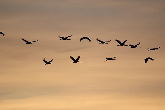 common cranes sunrise birds nature wildlife animals dusk twilight sunrise sunrise sunrise sunrise sunrise birds birds birds
