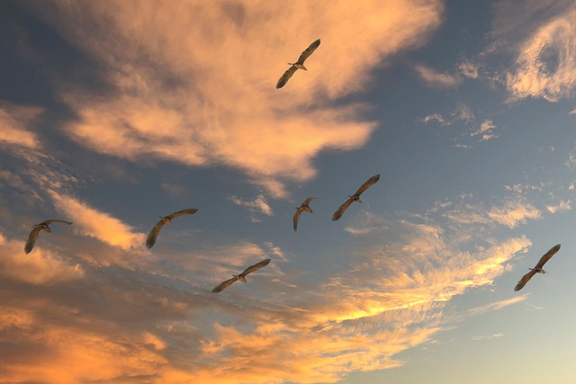 migratory birds sky clouds migration flying sunset nature sky sky sky sky sky migration migration migration migration sunset