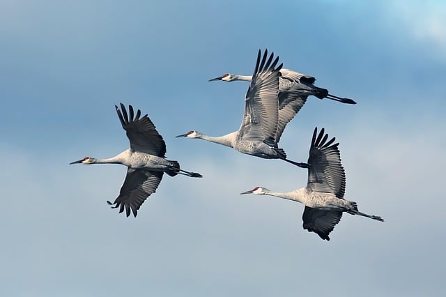 flying birds group evening sky nature wildlife wings fluttering