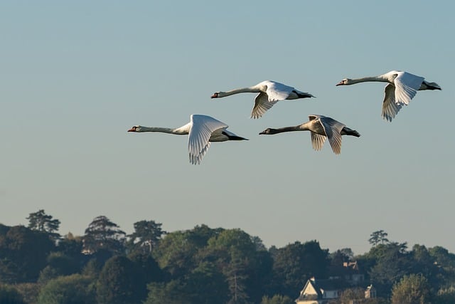 swans birds waterfowls nature fauna ornithology avian species flight sky migration