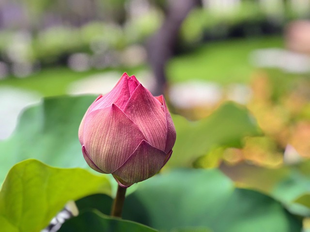 lotus budding johnson show distinctive