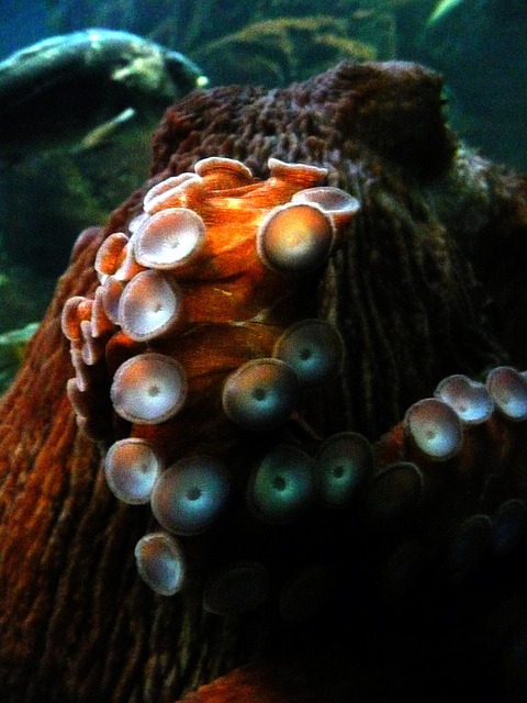 octopus marine organism seafood swimming tentacle squid kraken underwater zoo octopus octopus octopus octopus octopus