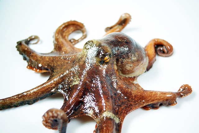 ocean octopus nature health fear kraken arthropod india ink animated staring