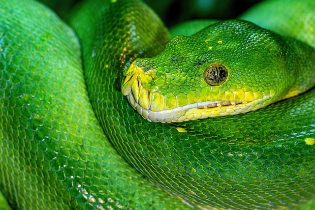 Branching Compared With Linear — Learn Python Tutorials