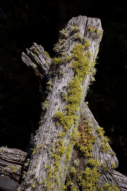 detail picket fence wood splints boards material old nature romance decoration structure plot moss lichens